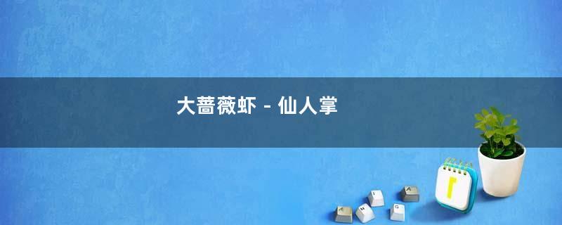 大蔷薇虾 - 仙人掌